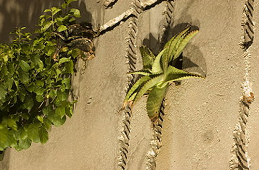 Plants growing on the side of the sculpture