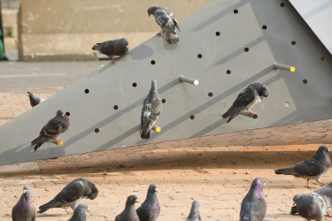 pigeon_sq_detail1