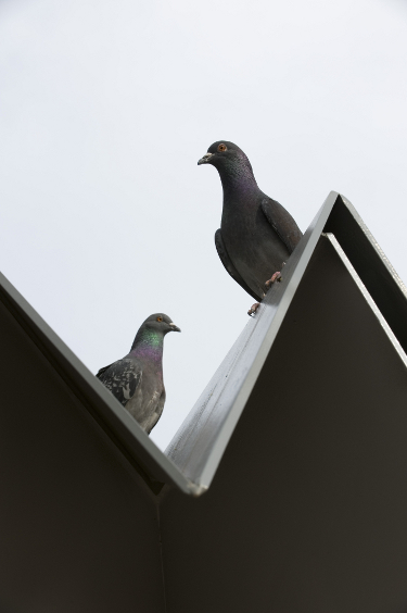 pigeon_sq_detail2